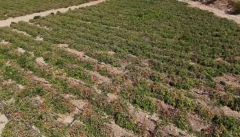 mersin buyuksehir belediyesinden ureticilere domates fidesi destegi lF1VjSRO