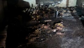 Niğde'de ahır yangını: 170 koyun telef oldu 6 nigdede ahir yangini 170 koyun telef oldu 9Hk5L7Tb