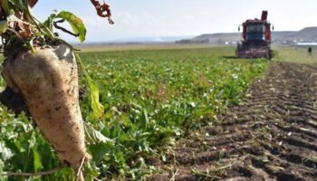 turkseker seker pancari alim fiyatini guncelledi iHUJlRt4