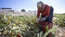 Üreticiye yüzde 70 hibe desteği! 3 ureticiye yuzde 70 hibe destegi fTC2EOfr