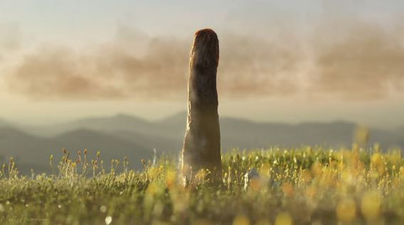 410 milyon yillik gizem son buldu prototaxitesin sirri cozuldu 4 lUsukLWy