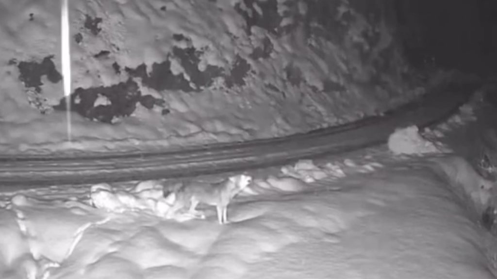 ac kalan kurt koyde kameraya yakalandi WJTtX2PR