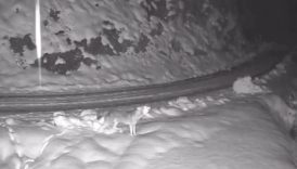 ac kalan kurt koyde kameraya yakalandi WJTtX2PR