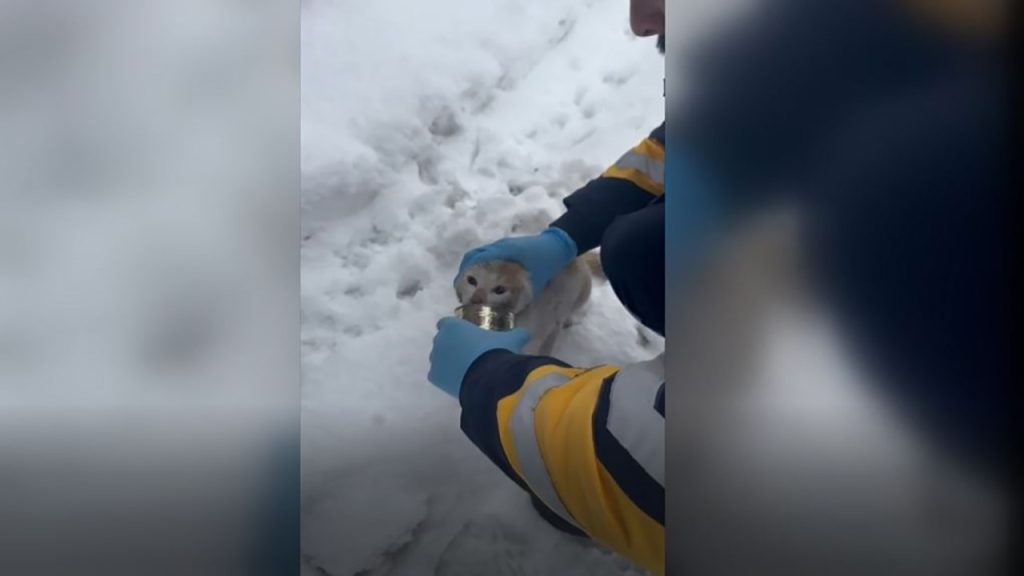 basi konserve kutusuna sikisan kedinin imdadina 112 ekibi yetisti s9MNZQJq