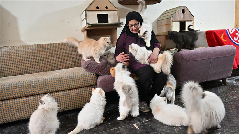 beyrutun kedi kadini 70 kediye yuva acti savas ve krizde bile terk etmedi 0 QkeDt2Z1