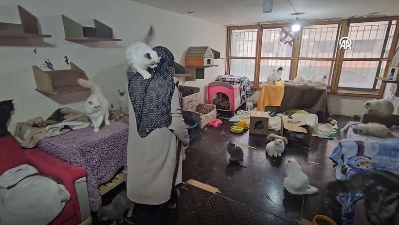 beyrutun kedi kadini 70 kediye yuva acti savas ve krizde bile terk etmedi 10 pvKYHPDC