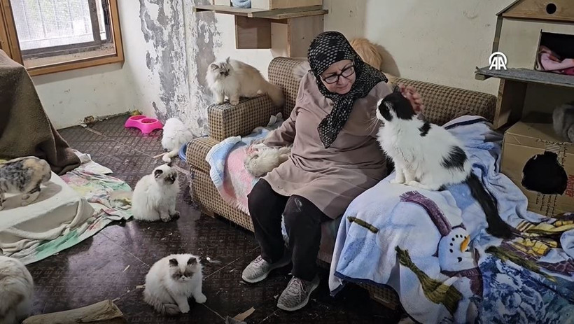 beyrutun kedi kadini 70 kediye yuva acti savas ve krizde bile terk etmedi 11 M7qIRlcc