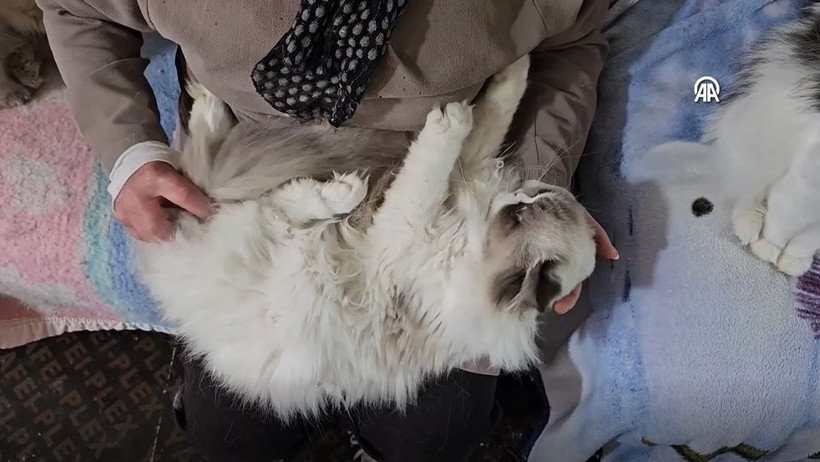 beyrutun kedi kadini 70 kediye yuva acti savas ve krizde bile terk etmedi 12 aUUKDCw5