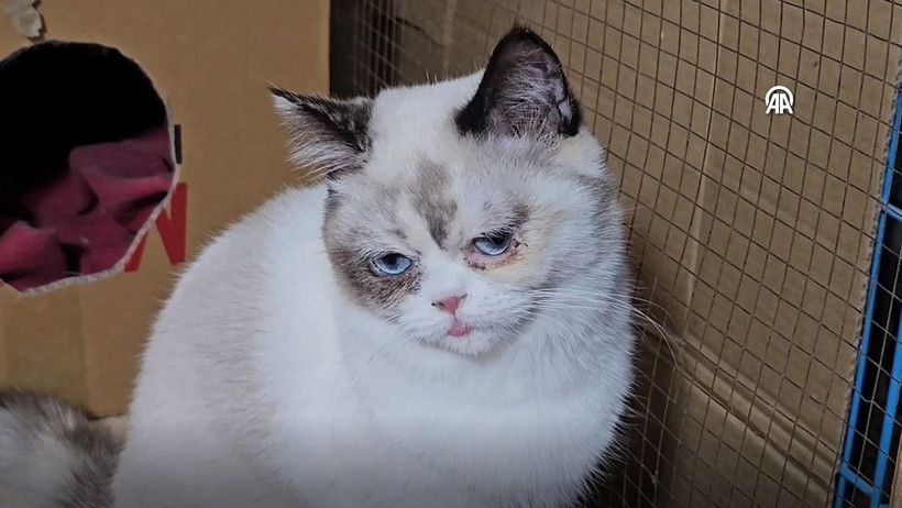 beyrutun kedi kadini 70 kediye yuva acti savas ve krizde bile terk etmedi 13 QvFuacz5