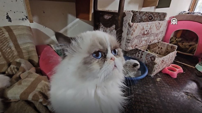 beyrutun kedi kadini 70 kediye yuva acti savas ve krizde bile terk etmedi 14 B2Sbtleh