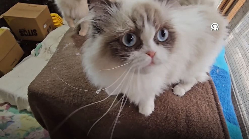 beyrutun kedi kadini 70 kediye yuva acti savas ve krizde bile terk etmedi 15 cmEWTsmf