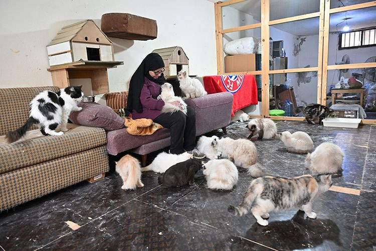 beyrutun kedi kadini 70 kediye yuva acti savas ve krizde bile terk etmedi 17 z9IThhlI