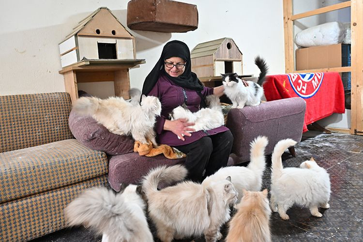 beyrutun kedi kadini 70 kediye yuva acti savas ve krizde bile terk etmedi 2 gXcghI22