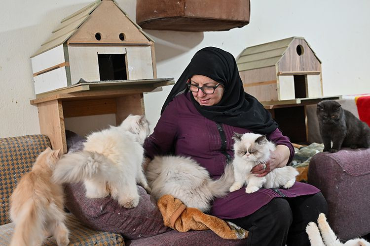 beyrutun kedi kadini 70 kediye yuva acti savas ve krizde bile terk etmedi 3 W6U4L29J