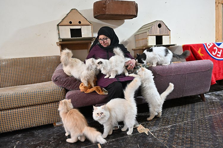 beyrutun kedi kadini 70 kediye yuva acti savas ve krizde bile terk etmedi 5 pWyG5wtg