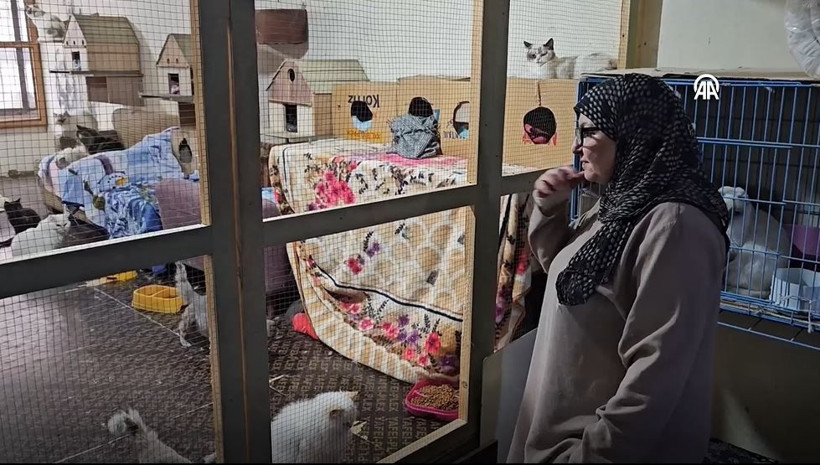 beyrutun kedi kadini 70 kediye yuva acti savas ve krizde bile terk etmedi 6