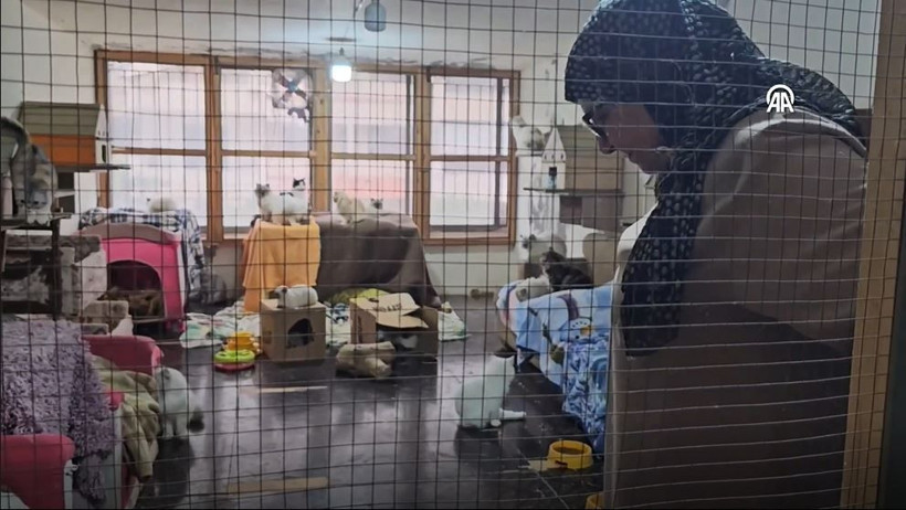 beyrutun kedi kadini 70 kediye yuva acti savas ve krizde bile terk etmedi 7 BLvg6QOH