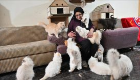 beyrutun kedi kadini 70 kediye yuva acti savas ve krizde bile terk etmedi tWIJMWkU