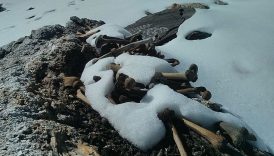 buzulun altindaki miras sir cozuldu wVkS62Mc