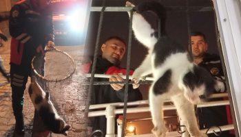 damdan dustu demirlere takildi kedi icin itfaiye seferber oldu UuW4CrfI