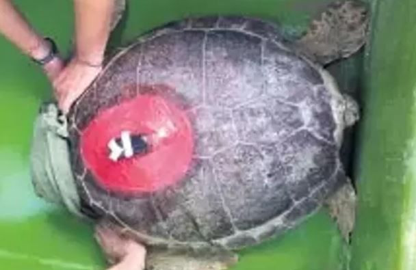 denizlerin gezgini tubadan 5 ayda tarihi rekor 1 rVPub9Xi