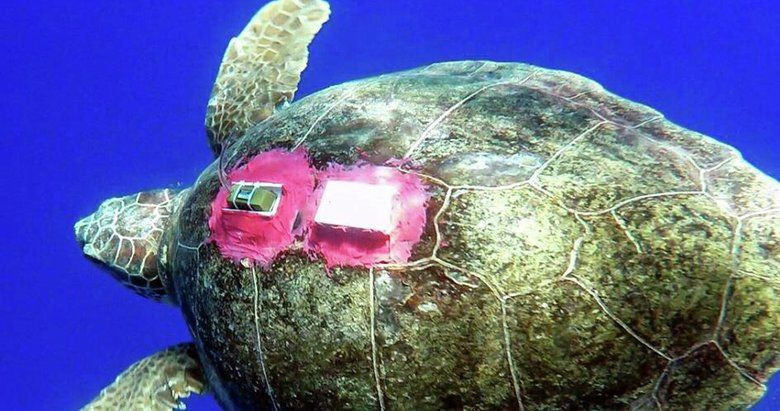 denizlerin gezgini tubadan 5 ayda tarihi rekor 9 978lUvzI