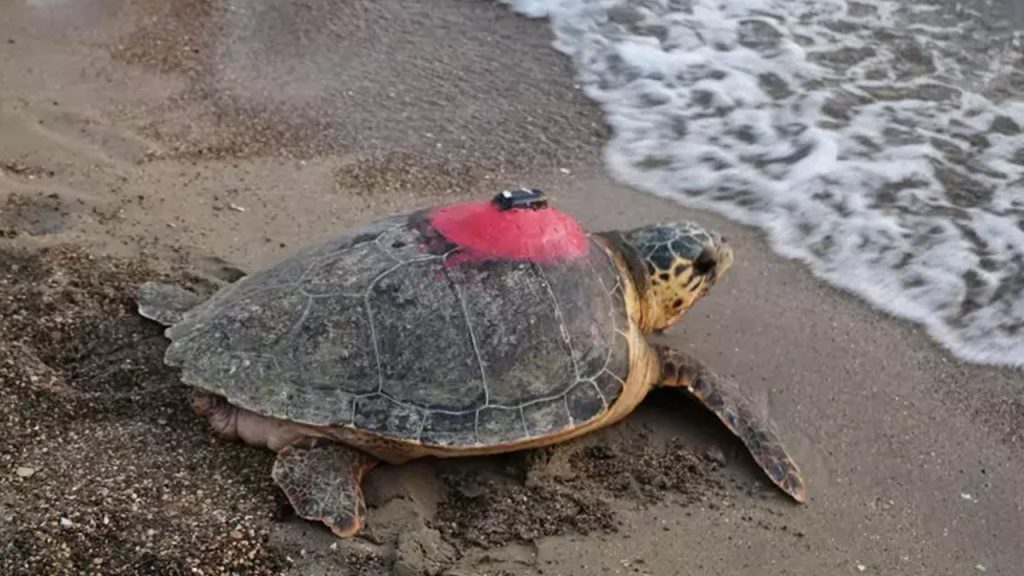 denizlerin gezgini tubadan 5 ayda tarihi rekor CDI1TqpO