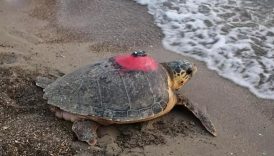 Denizlerin gezgini Tuba’dan 5 ayda tarihi rekor 1 denizlerin gezgini tubadan 5 ayda tarihi rekor CDI1TqpO