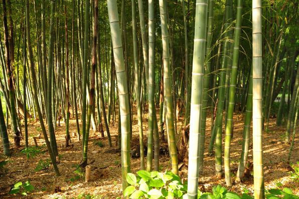 diyabet ve obeziteye birebir iyi geliyor kronik hastaliklarla mucadele ediyor 0 SscMdyl8