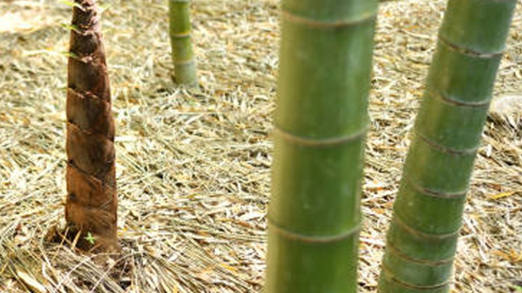 diyabet ve obeziteye birebir iyi geliyor kronik hastaliklarla mucadele ediyor jG84dmPv