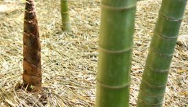 diyabet ve obeziteye birebir iyi geliyor kronik hastaliklarla mucadele ediyor jG84dmPv