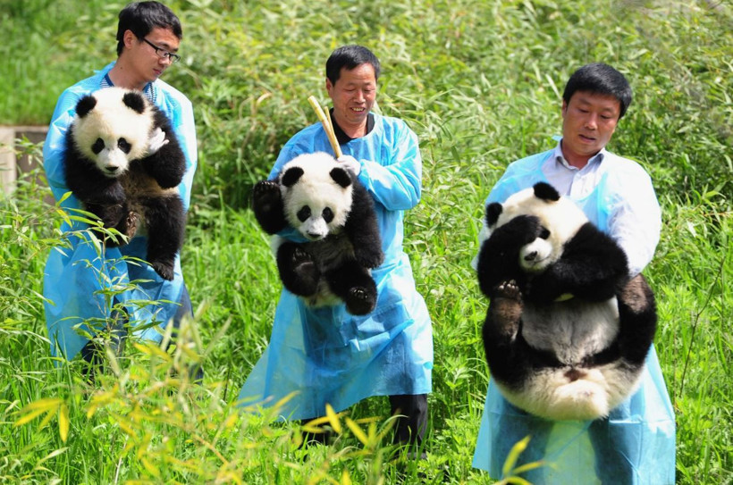 dunyanin en tuhaf meslekleri aciklandi bu isleri yapanlar var mi uyku testcisinden penguen sayiciya SzNWnNDu