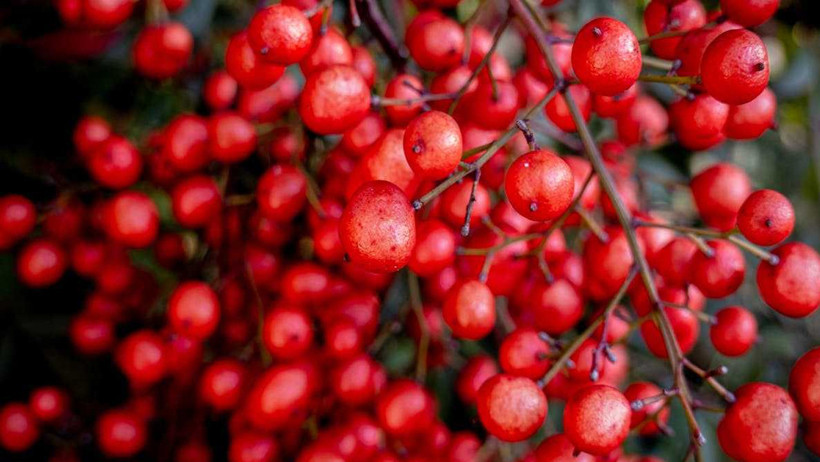 enfeksiyonlara karsi dogadan gelen sifa kizilcik serbeti 1 JmSdQmG2