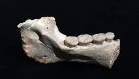 fasta 773 bin yil oncesine ait insan fosilleri bulundu PbrsQgX7