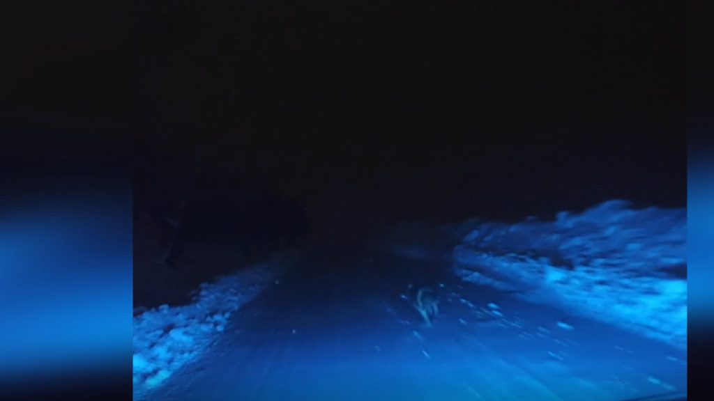 geceyarisi kurt saldirisi son anda araca binip kurtuldular UVdvQBaP