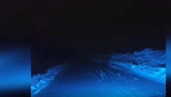 geceyarisi kurt saldirisi son anda araca binip kurtuldular UVdvQBaP