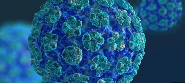 hpv nedir hpv virusu nasil bulasir belirtileri ve korunma yollari 6 GKpGe3Jq