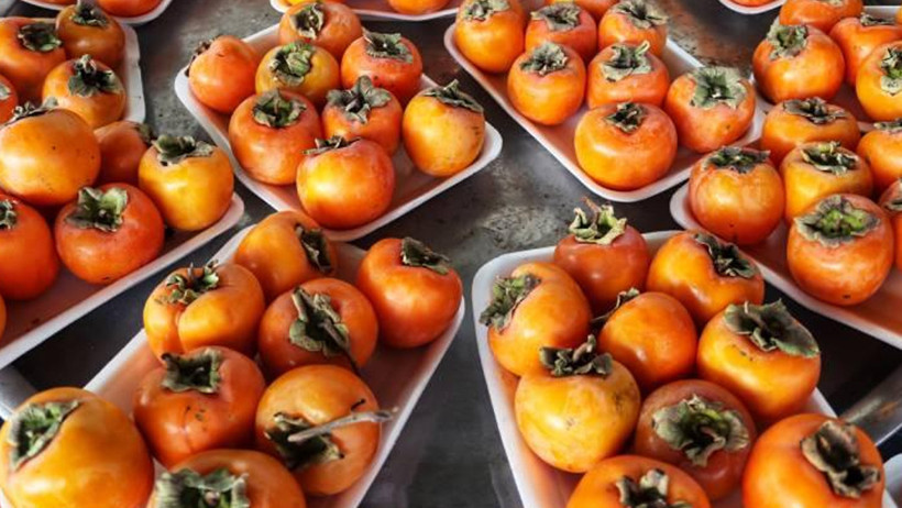 karadenizin altin meyvesi cennet hurmasinin faydalari 1 s5Y5SOBY