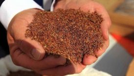 keten tohumu nedirfaydalari nelerdir nasil tuketilir I6mlp3Uf