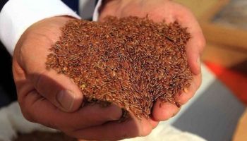 keten tohumu nedirfaydalari nelerdir nasil tuketilir I6mlp3Uf