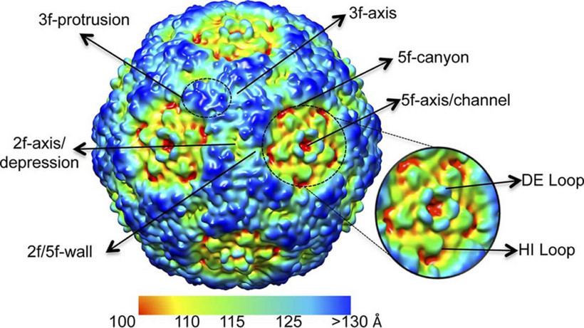 kisin yeni dusmani bocavirus cocuklari tehdit ediyor atesle baslayip olume gidiyor 8 rBJNHAfq