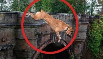 kopeklerin intihar ettigi yer gizemini koruyor hayvanseverlerin kabus yeri uPUG6dxv