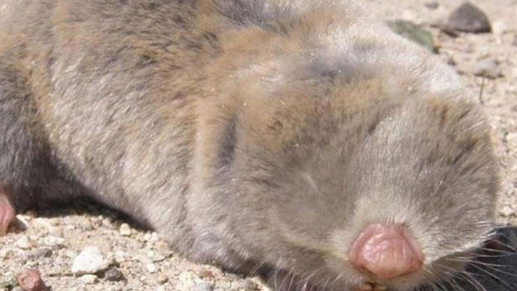 kor kostebegin 3 yeni turu kesfedildi BCzkTOB2