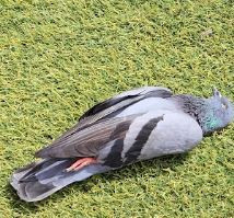 kuslarin esrarengiz olumu lanet mi 7 hma2JsIi