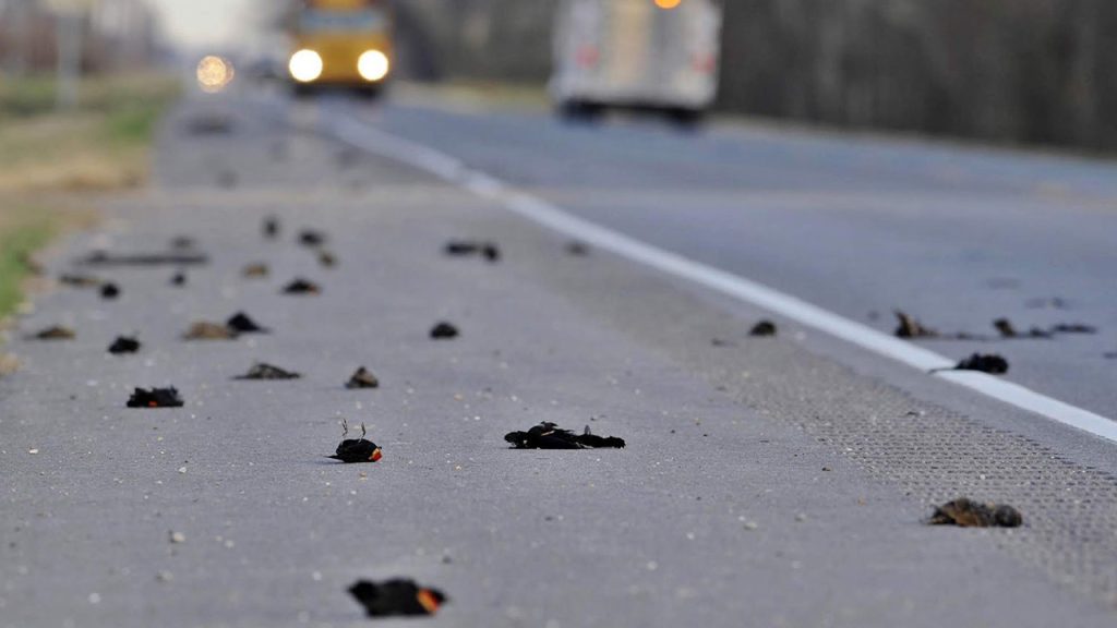 kuslarin esrarengiz olumu lanet mi KLOvxzic