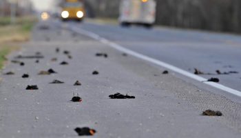 kuslarin esrarengiz olumu lanet mi KLOvxzic