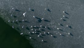 pinarbasi ve orduzu goleti dondu kuslar icin karanlik gunler XOavHjlB