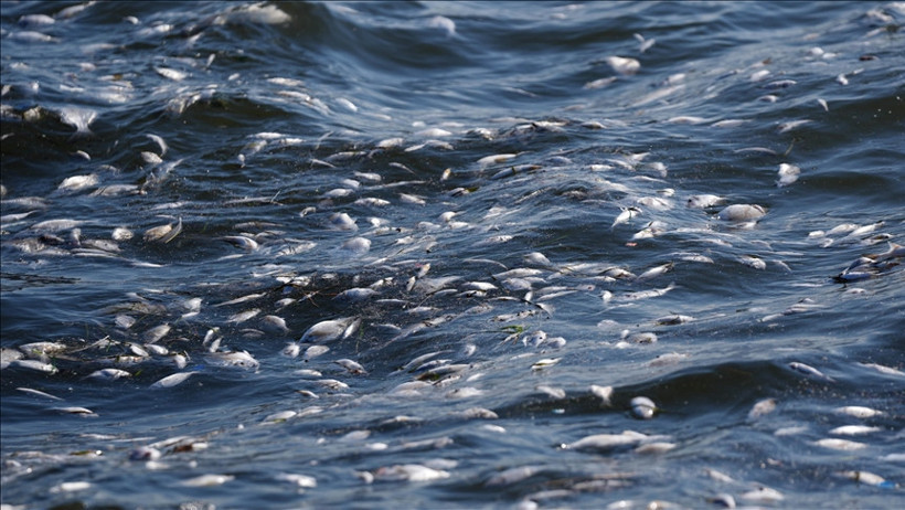 science dergisi acikladi baliklar icin gorunmez katil tarim ilaclari 0 4HJnJbz3