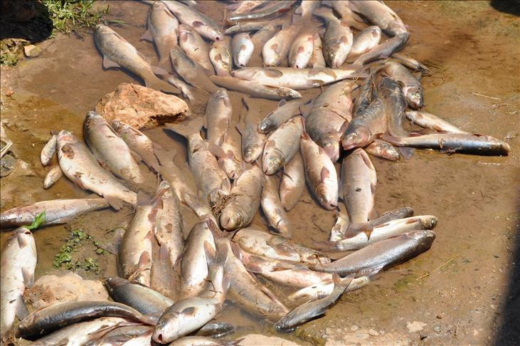 science dergisi acikladi baliklar icin gorunmez katil tarim ilaclari 3 t1JdYXBd