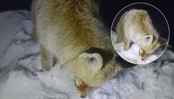 sibirya soguklari hakkariyi esir aldi tilki yiyecek ararken ayakta dondu lDt2r6kV